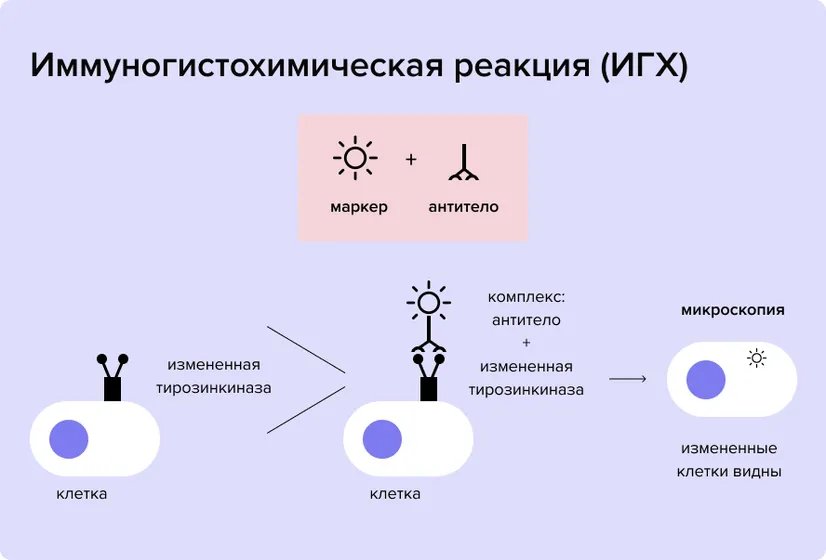 ALK-polozhitelnyi_nemelkokletochn.width-826.format-webp_5q5sSEi