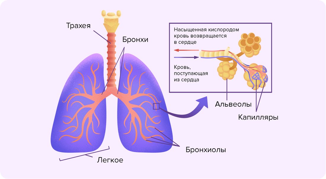 Как устроены дыхательные пути