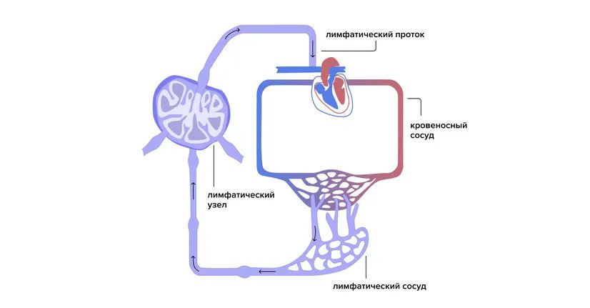 Limfaticheskaia_sistema.width-826.format-webp