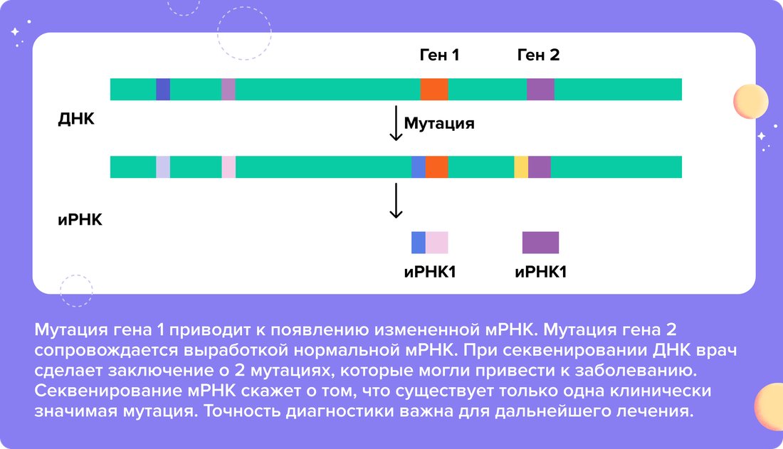 Мутация гена 1 приводит к появлению измененной мРНК. (1)