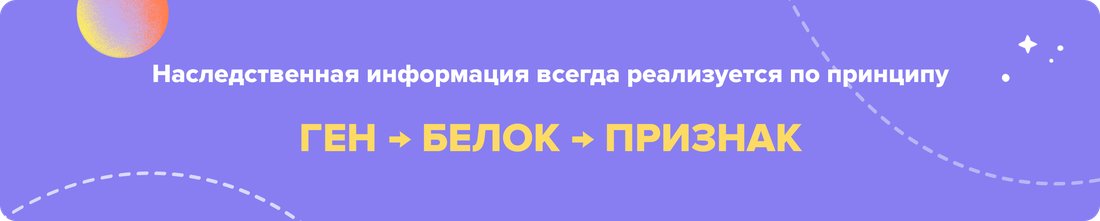 Наследственная информация всегда реализуется по принципу