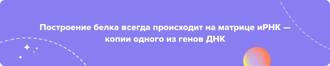 Наследственная информация всегда реализуется по принципу (1)