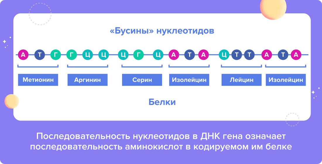 Последовательность нуклеотидов в ДНК гена означает последовательность аминокислот в кодируемом им белке