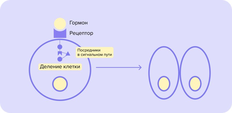 gormon_-_retseptor.width-800